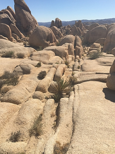 Joshua Tree NP